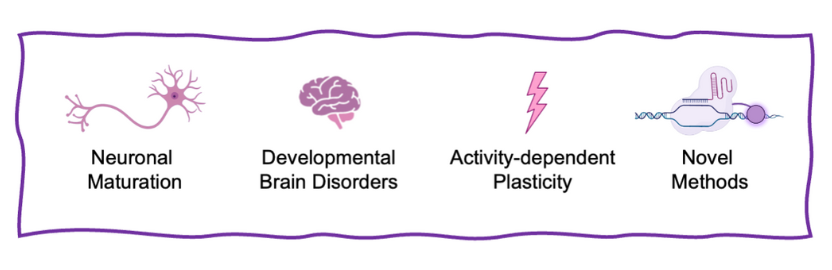 Neuronal development illustration