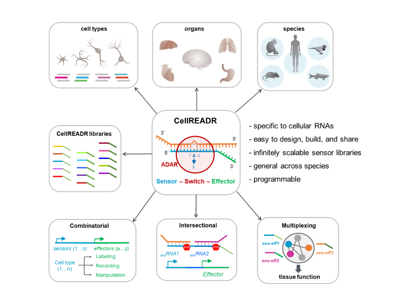 CellREADR properties illustration