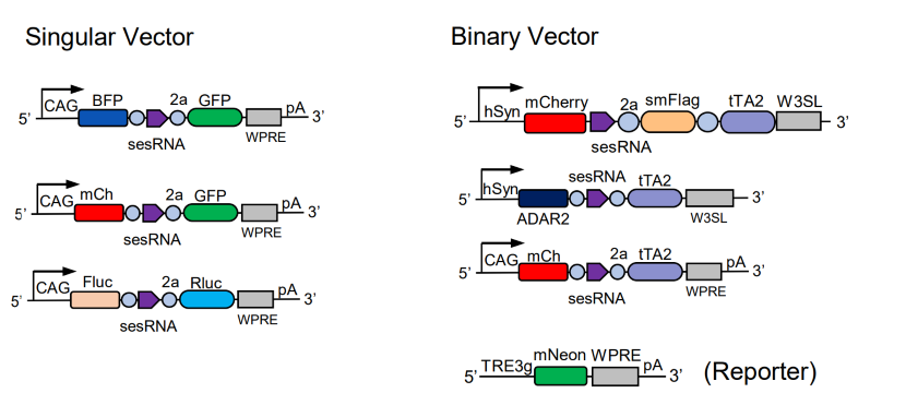 Singular and binary vectors for CellREADR