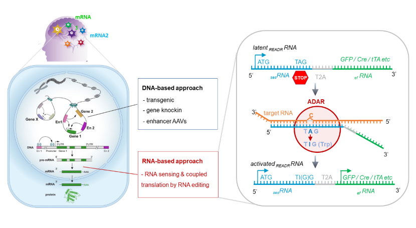 CellREADR Figure 1 shows DNA approach and RNA approach