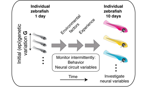 Zebrafish figure