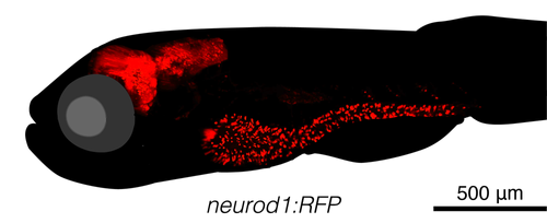 Neurod RFP