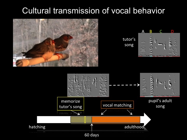 Cultural transmission of vocal behavior