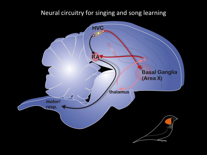 neural circuitry for singing and song-learning