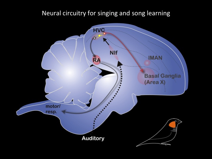 neural circuitry for singing and song-learning