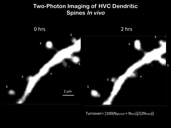 two-photon imaging