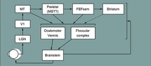 Lisberger Research 1