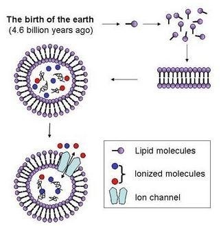 Ion channels