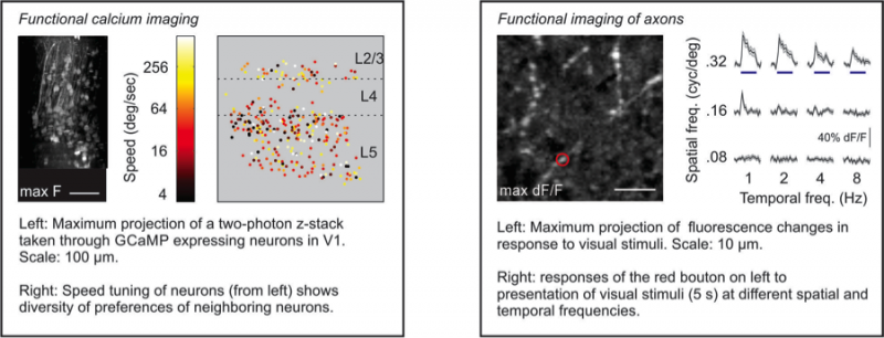 Glickfield Research figure 2