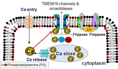 H. Yang Lab Research