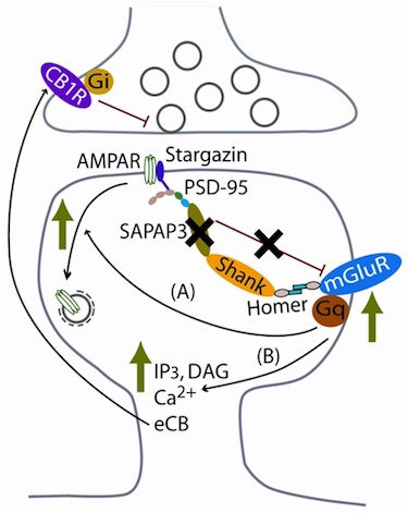 SAPAP working model