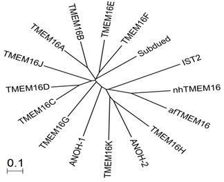 TMEM16 Family Tree
