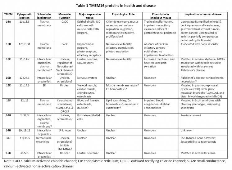 TMEM16 Table