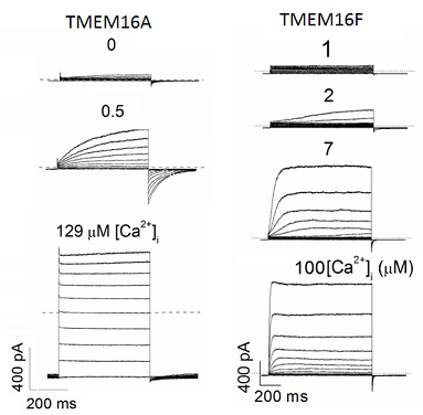 TMEM16A-16F current traces