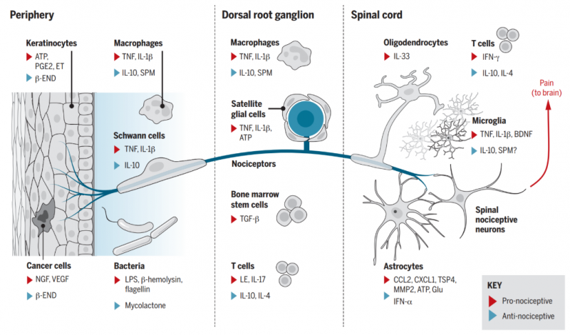 cell types