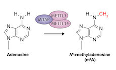 Meyer Lab