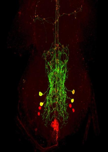 Yang Lab neurons