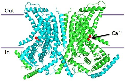 nhTMEM16 structure