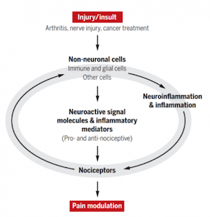 Pain and Itch Regulation