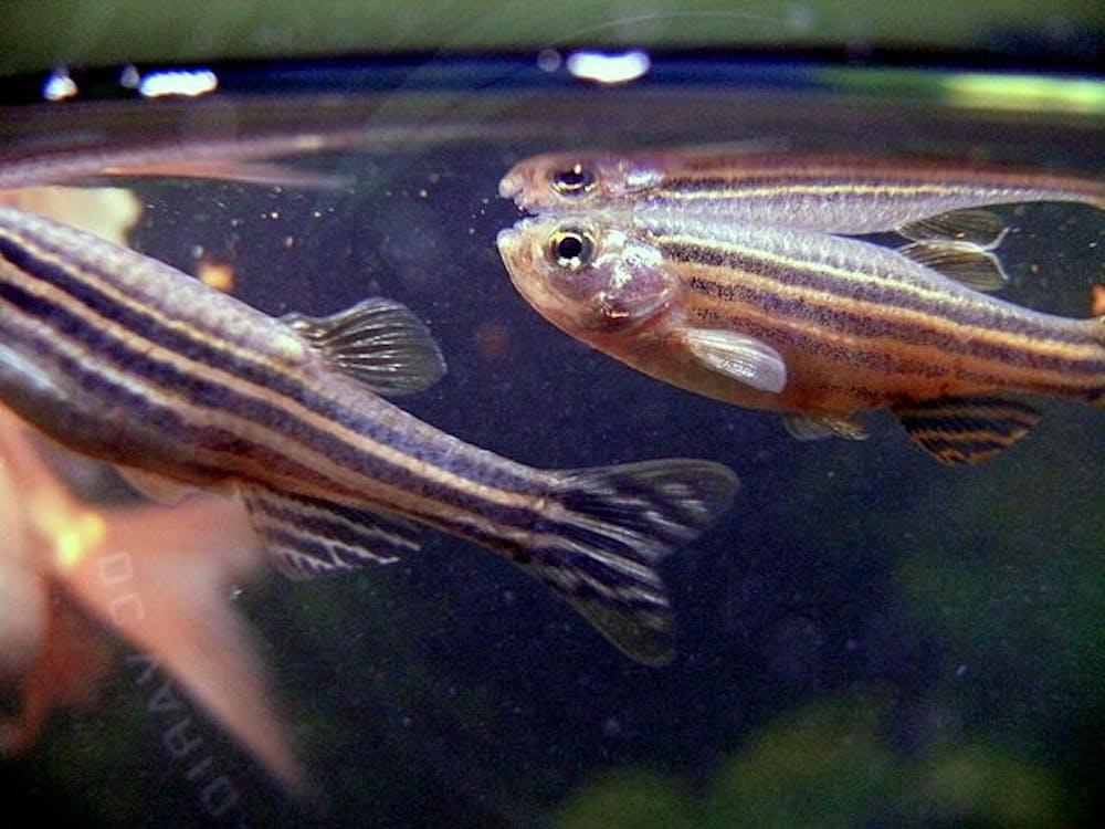 Zebrafish at the top of a fish tank