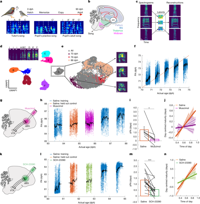 Dual Modulatory Dynamics underlie birdsong learning 
