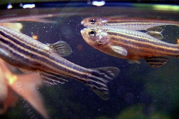 Zebrafish at the top of a fish tank