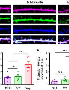 Soderling research