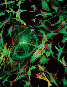 astrocytes