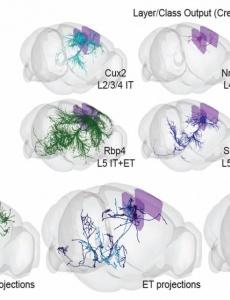 Huang Brain Atlas