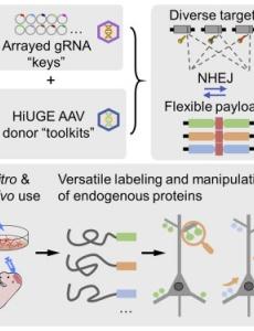 Soderling research