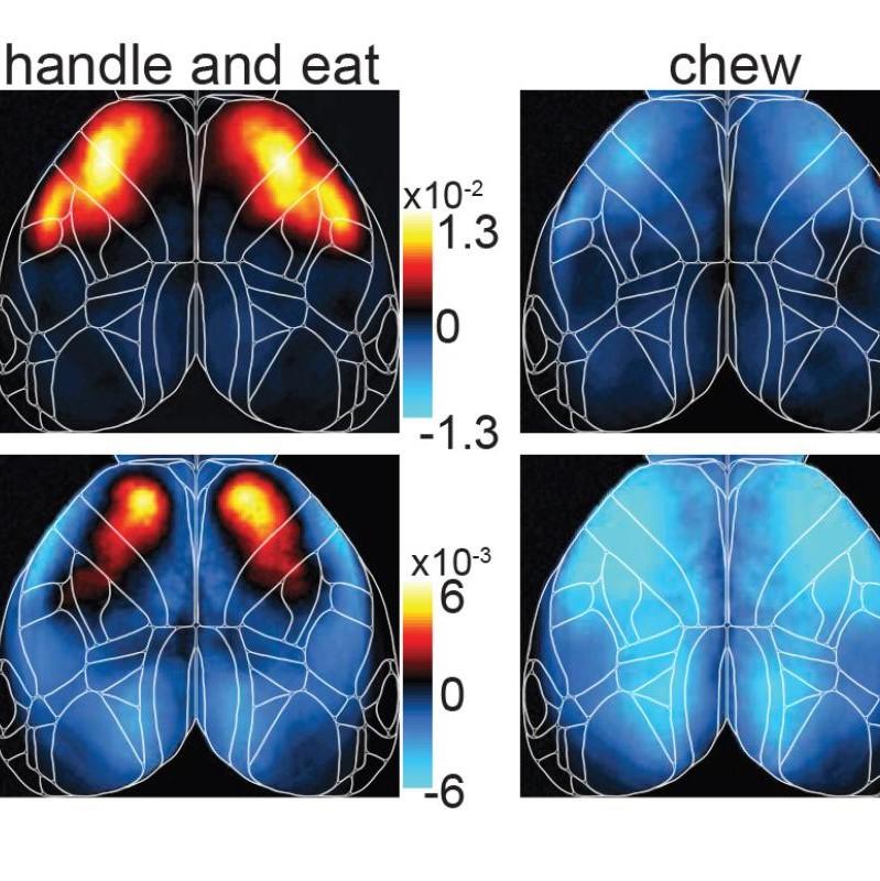 image of mouse brains