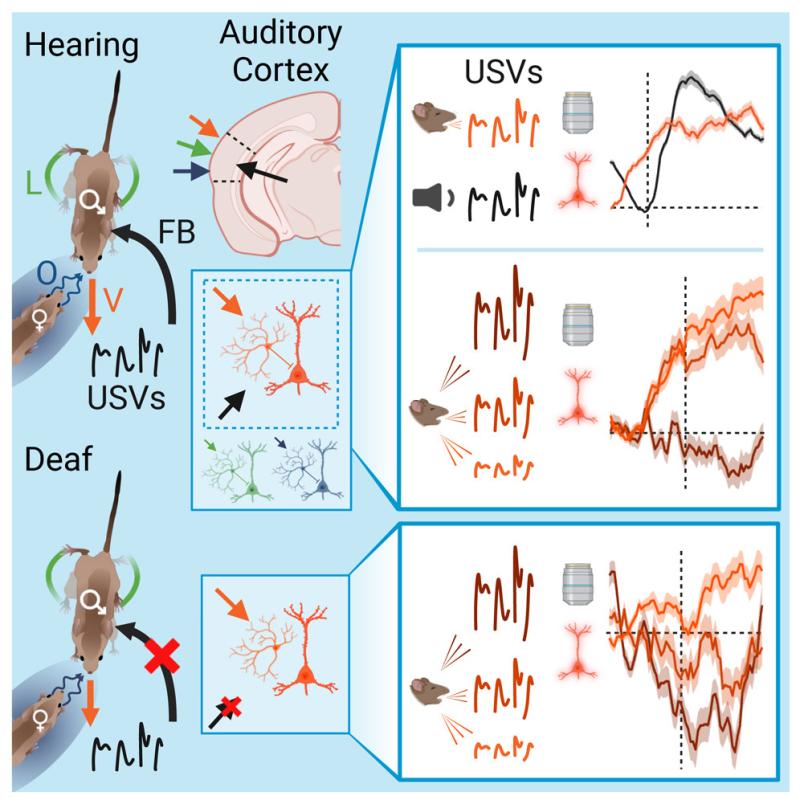 Auditory cortex reading of both hearing and deaf mice