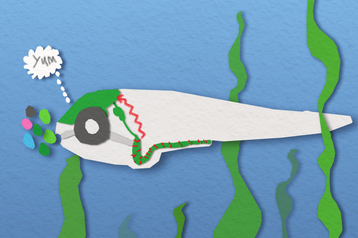 Digital artwork of a larval zebrafish eating something