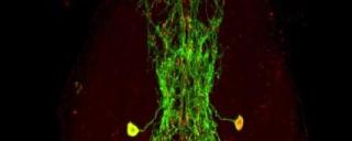 Yang Lab neurons