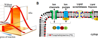 H. Yang Lab banner