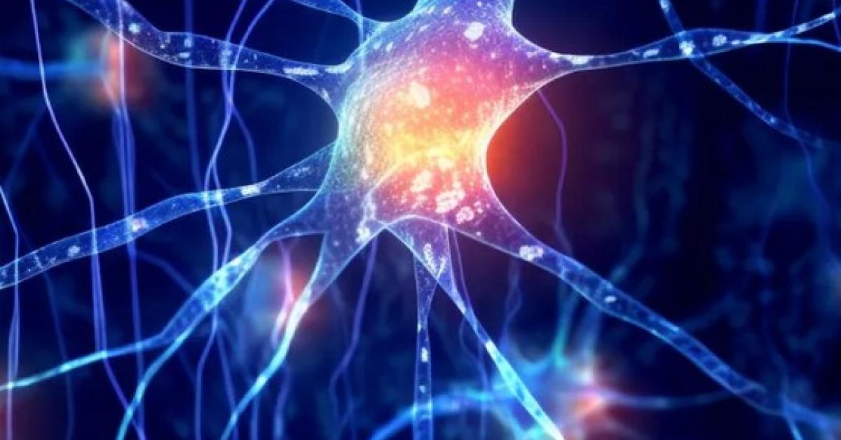 Surprising Discovery That Astrocytes Function As Intermediaries And