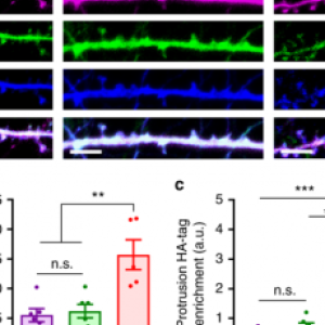 Soderling research