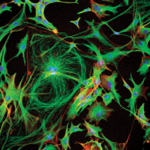 astrocytes