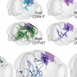 Huang Brain Atlas