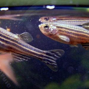 Zebrafish at the top of a fish tank