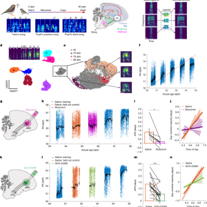Dual Modulatory Dynamics underlie birdsong learning 