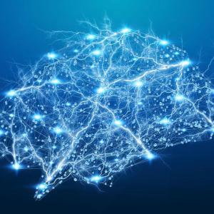 Brain circuits image